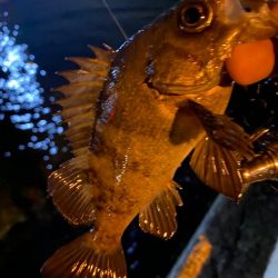 シャローフリークでメバリング