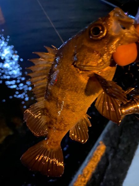 シャローフリークでメバリング