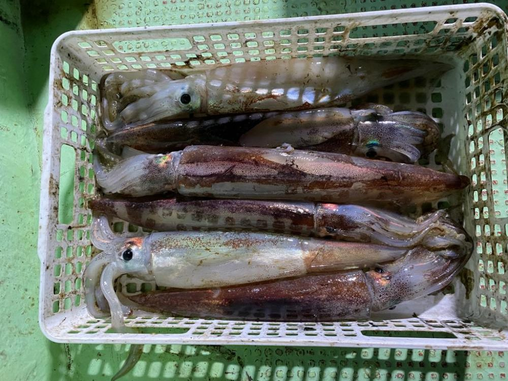 三重イカメタル