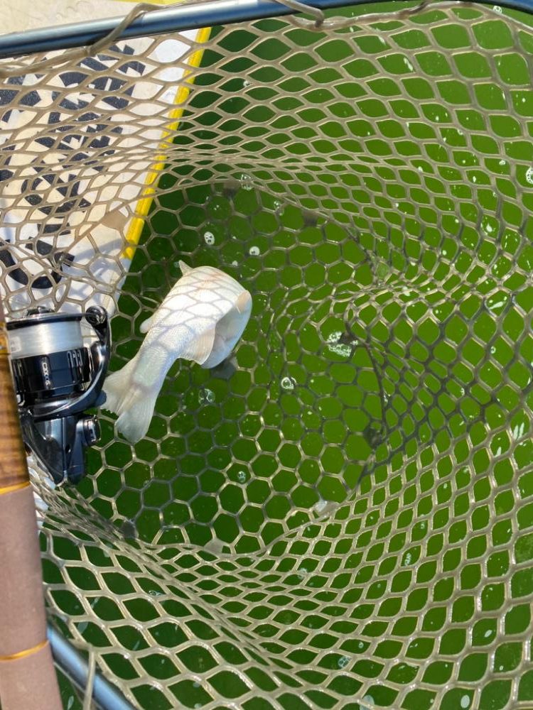 服部緑地　エリアトラウト