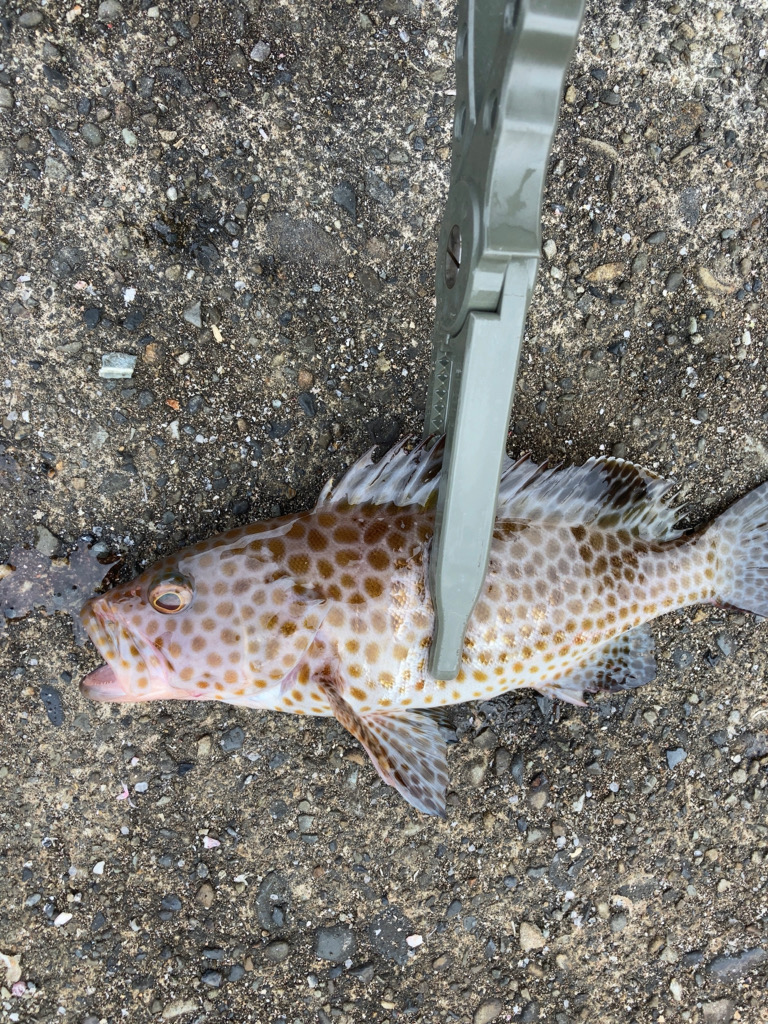 カゴ釣りリベンジ