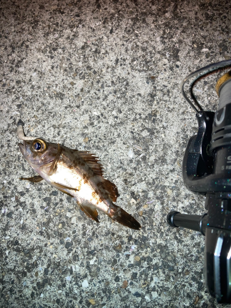 ウォーキングフィッシング