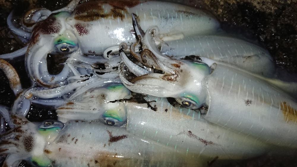 対馬エギング釣果⑥