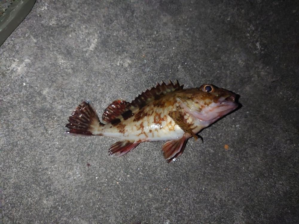 ウキ釣り、ちょい投げ、時々メバリング