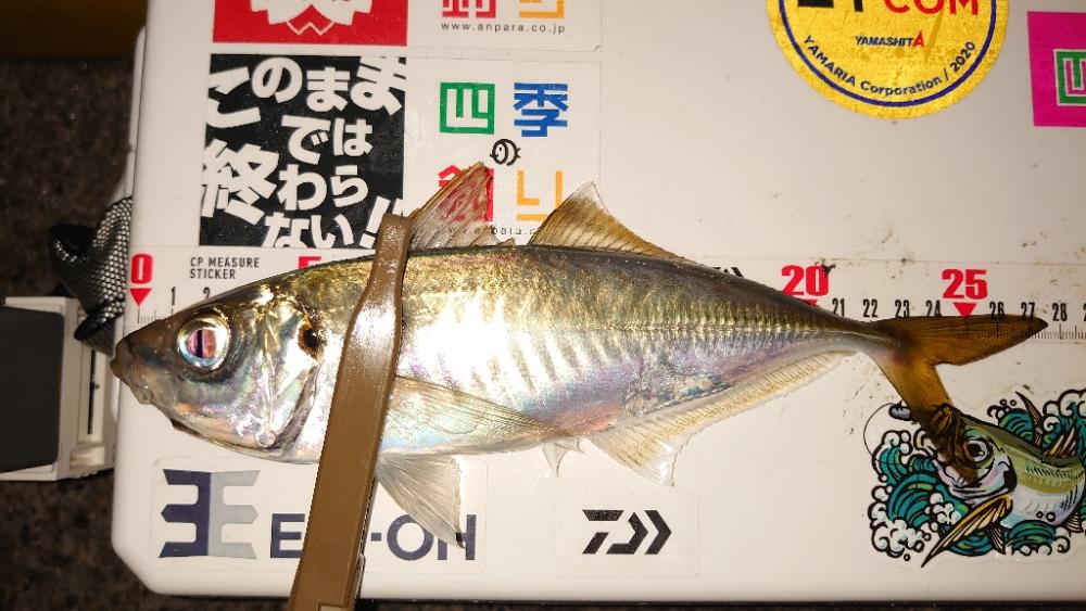 仕事終わり釣行