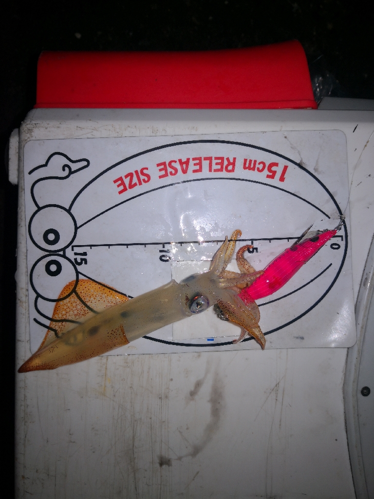 アジング練習367  ライトエギング