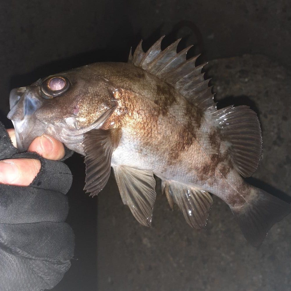 メバリング本日ハードモード