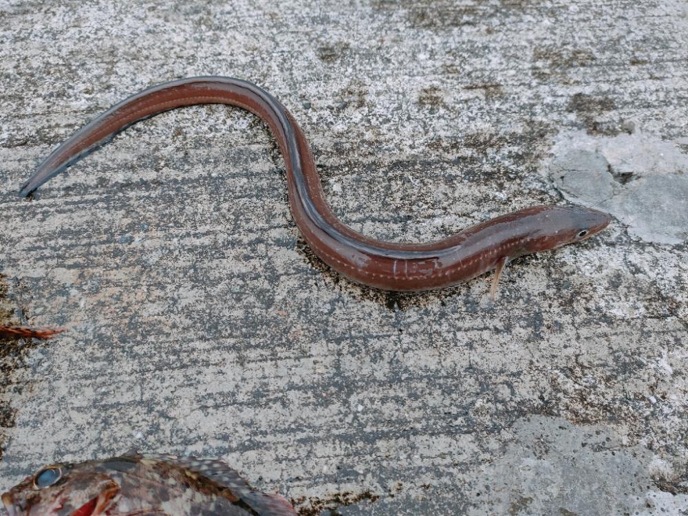 この時期はガシラぐらいですね