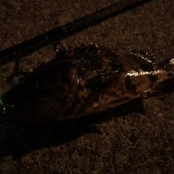 メバルのごきげんうかがい