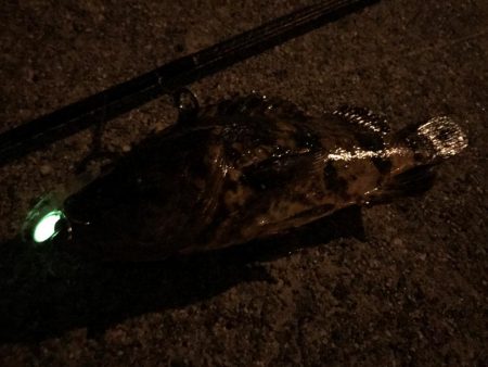 メバルのごきげんうかがい