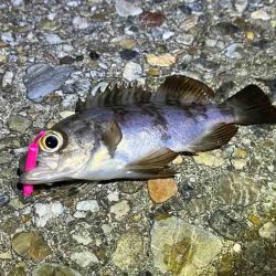 初釣りはメバリング