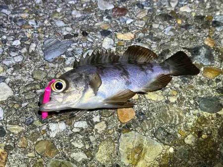 初釣りはメバリング