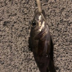 アナゴ狙いつつメバリング