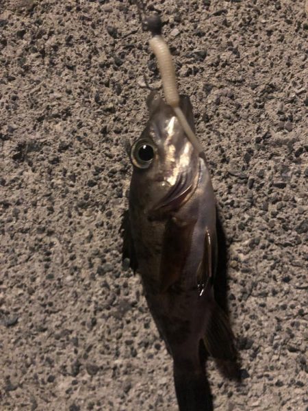 アナゴ狙いつつメバリング