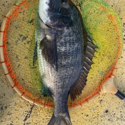 真冬のヘチ釣り