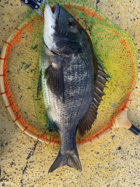 真冬のヘチ釣り