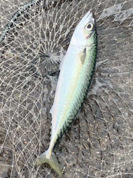 フカセデビュー