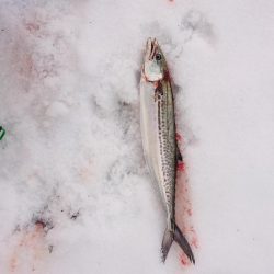 昨日からサゴシ釣れてます