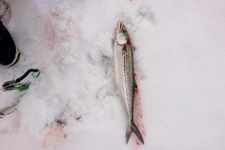 昨日からサゴシ釣れてます