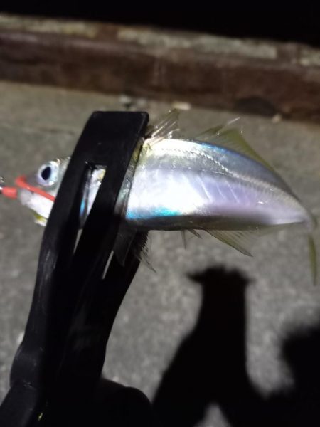 一年に一回は長島へ