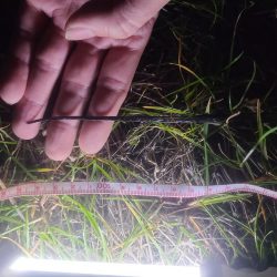 タチウオの〇〇