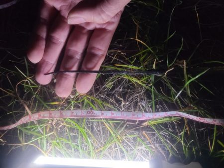 タチウオの〇〇