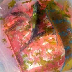 ロッド3本でバタバタ釣りでしたが観賞魚の釣果は満足です!!夕飯はアイゴに決定です^^