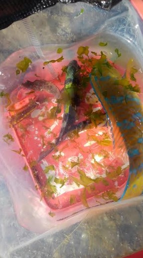 ロッド3本でバタバタ釣りでしたが観賞魚の釣果は満足です!!夕飯はアイゴに決定です^^