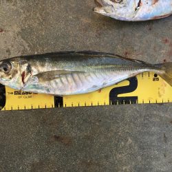 尺アジング爆裂！！！