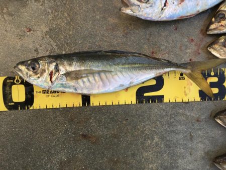 尺アジング爆裂！！！