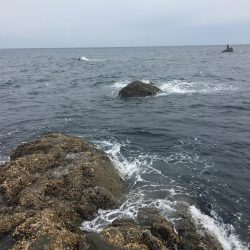 たかたか釣り日記