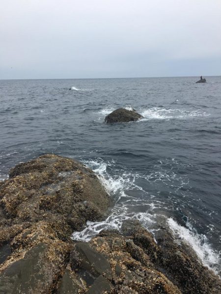 たかたか釣り日記