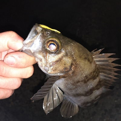 メバル今日はサイズがいい!