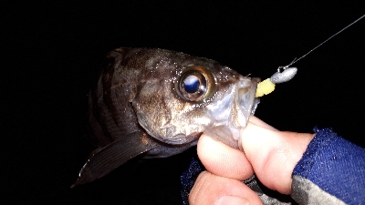 初釣りは淡路島