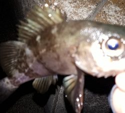 初釣りから三日目にもう一回