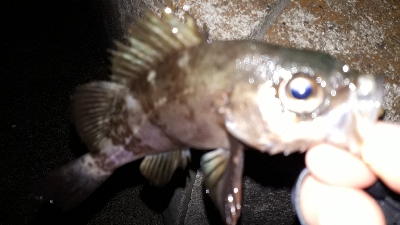 初釣りから三日目にもう一回