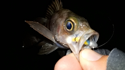 数年ぶりのポイントで~