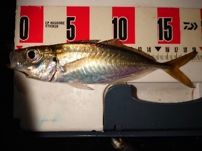 今年初アジング