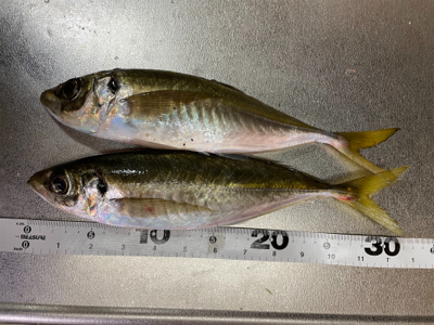 大晦日夕マヅメからのアジング