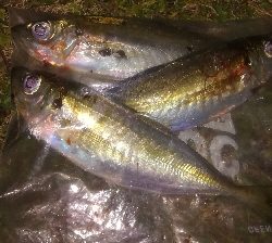 2022釣り始めアジング