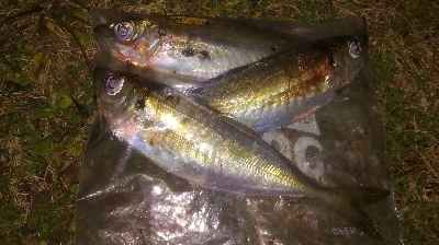 2022釣り始めアジング