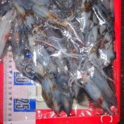 アジング練習357 ライトエギング