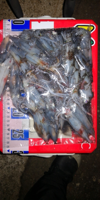 アジング練習357 ライトエギング