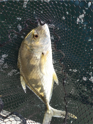 釣り始め 晴天でも大潮は・・・