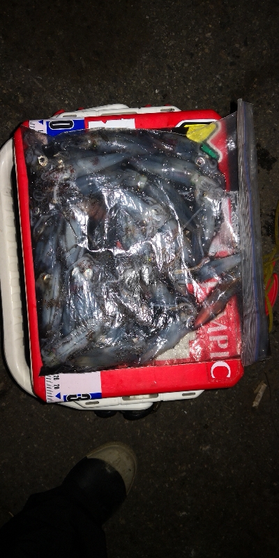 アジング練習358 ライトエギング復活か？