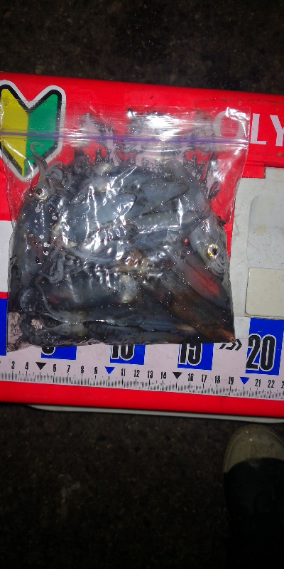 アジング練習　ライトエギング撃沈