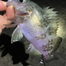 メバリング新春3回目