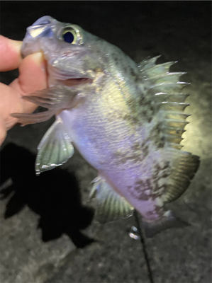 メバリング新春3回目