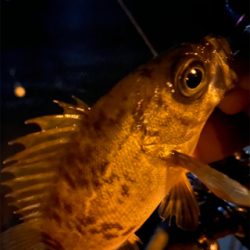 シャローフリークでメバリング