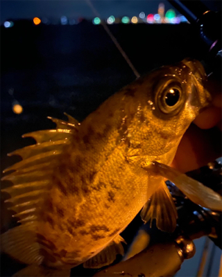 シャローフリークでメバリング